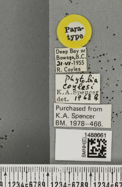 Phytobia coylesi Spencer, 1969 - BMNHE_1488661_label_52508