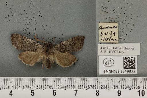 Achlya flavicornis scotica Tutt, 1888 - BMNHE_1549872_239530