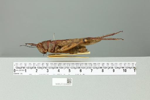 Valanga nigricornis melanocornis (Serville, 1838) - 012498434_reverse