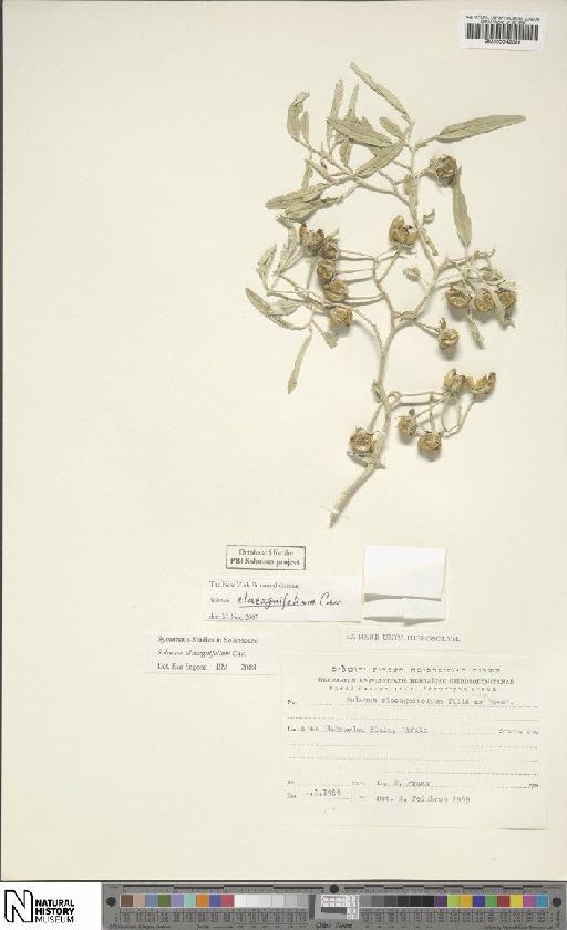 Solanum elaeagnifolium Cav. - BM000942599