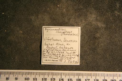 Cymatoceras libanoticum (Foord & Crick, 1890) - PI C 542 a Cymatoceras libanoticum