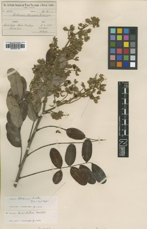 Machaerium biovulatum Micheli - BM000931805