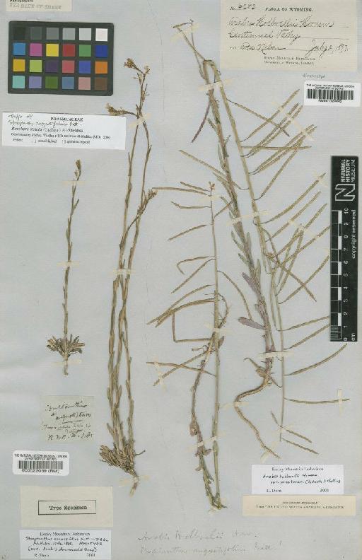 Boechera stricta (Graham) Al-Shehbaz - BM001024442