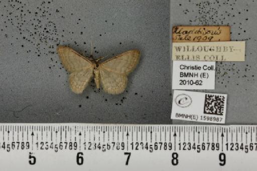 Idaea dilutaria (Hübner, 1799) - BMNHE_1598987_262094