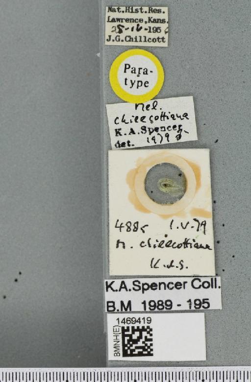 Melanagromyza chillcottiana Spencer, 1986 - BMNHE_1469419_label_45121