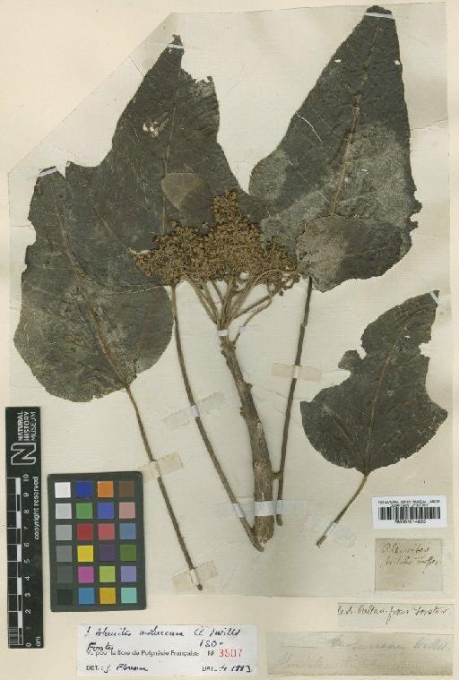 Aleurites moluccana (L.) Willd. - BM001014825