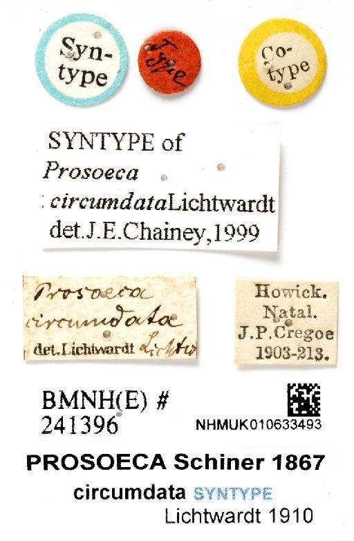 Prosoeca circumdata Lichtwardt, 1910 - NHMUK 010633396 ST Prosoeca circumdata - labels