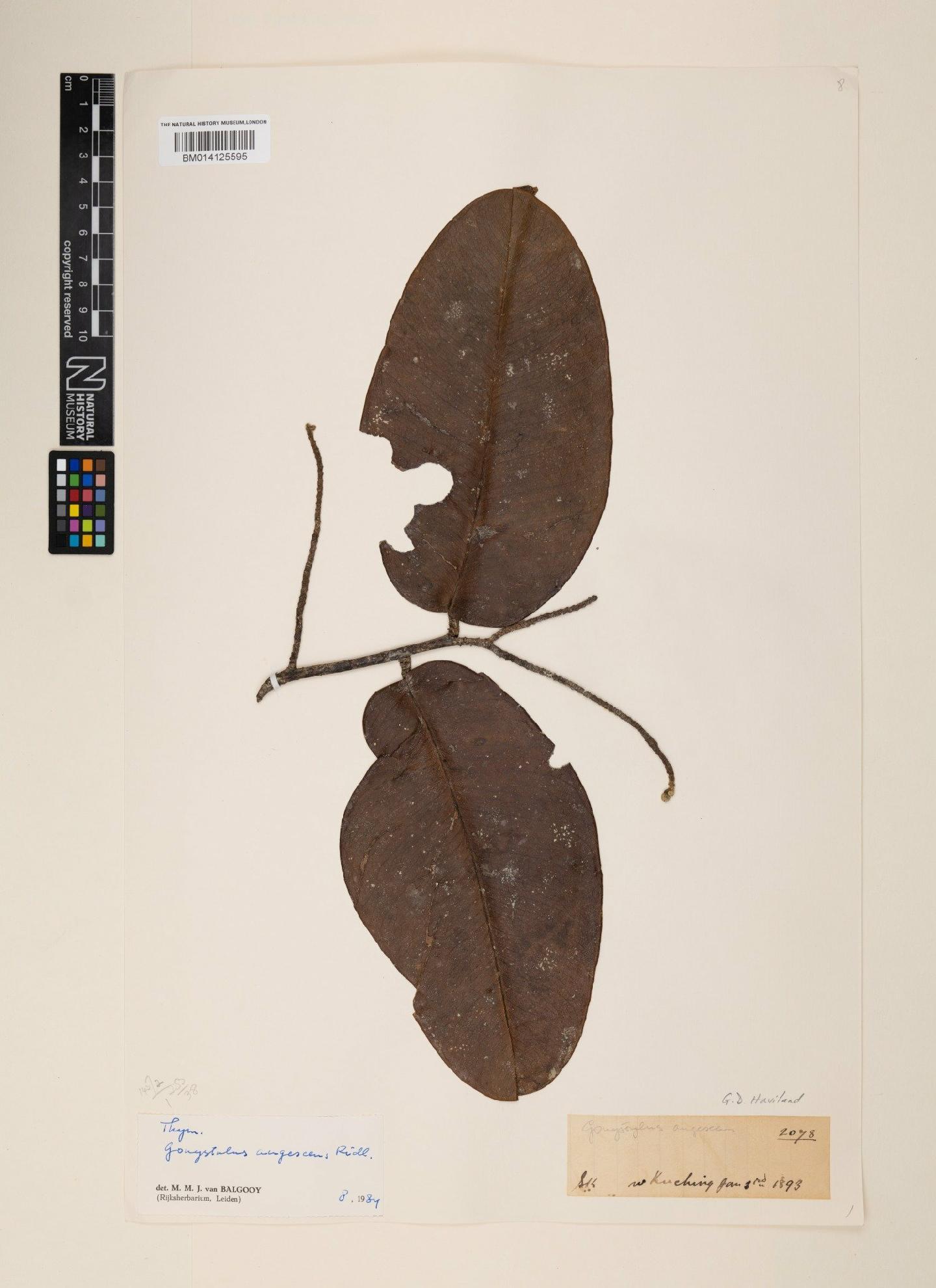 Gonystylus augescens thumbnail