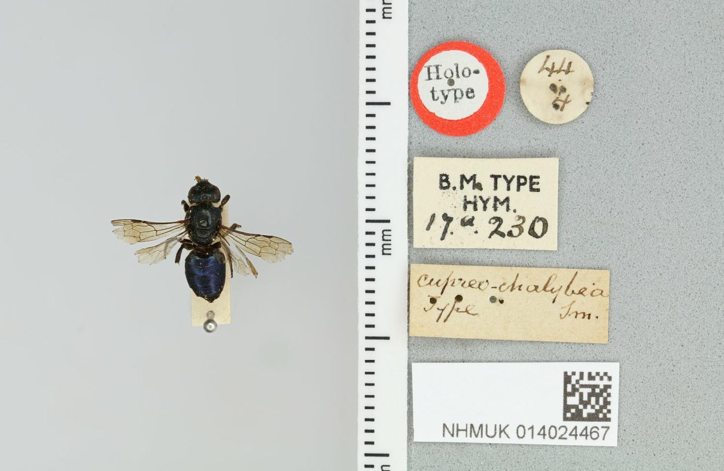 Euryglossa cupreochalybea thumbnail