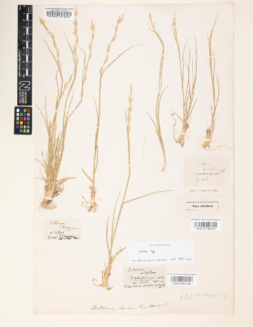 Elymus L. - 000086226