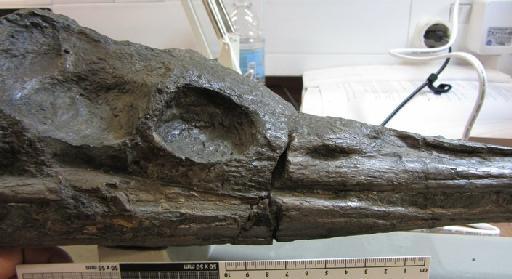 Plagiophthalmosuchus gracilirostris (Westphal, 1961) - PV OR 15500 Steneosaurus gracilirostris right lateral cranium