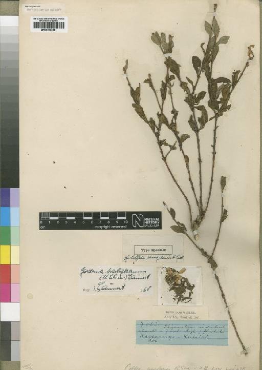 Gardenia brachythamnus (Schum) Launert - BM000903081