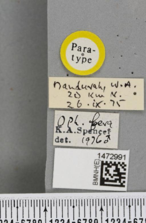Ophiomyia fera Spencer, 1977 - BMNHE_1472991_label_47377