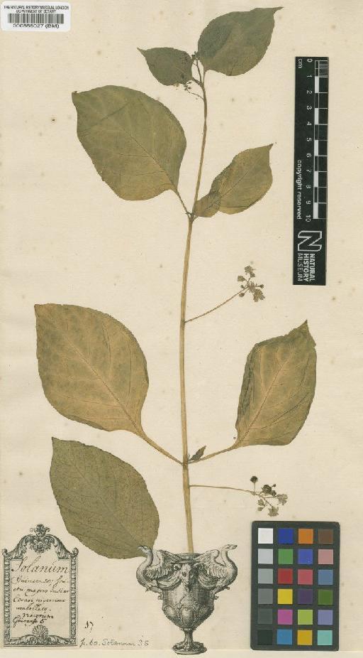 Solanum nigrum var. guineense L. - BM000558027