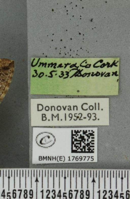 Dysstroma truncata truncata (Hufnagel, 1767) - BMNHE_1769775_label_350543