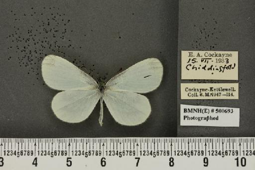 Leptidea sinapis sinapis Linnaeus, 1758 - BMNHE_500693_72993