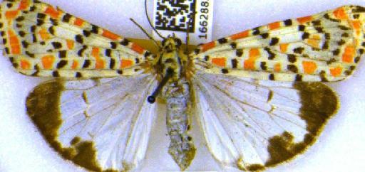 Utetheisa pulchella (Linnaeus, 1758) - BMNH(E)_1662883