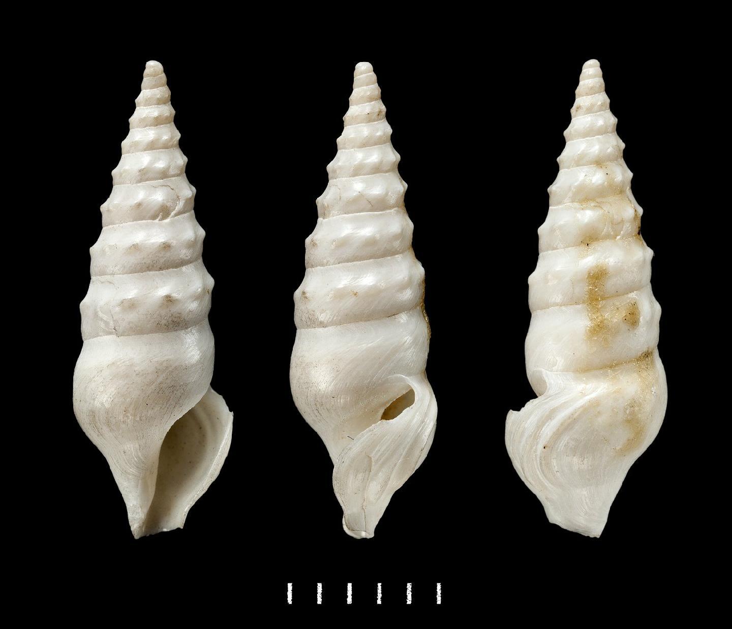 To NHMUK collection (Pleurotoma (Raphitoma) lithocolleta Watson, 1881; SYNTYPE; NHMUK:ecatalogue:3500396)