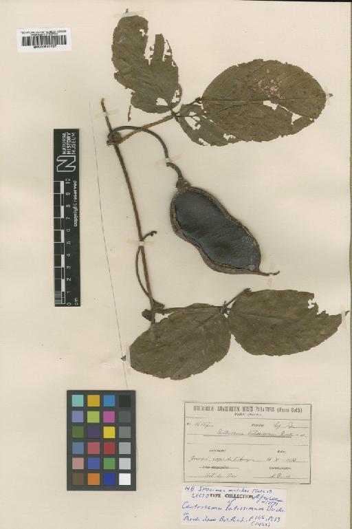 Centrosema latissimum Ducke - BM000931637