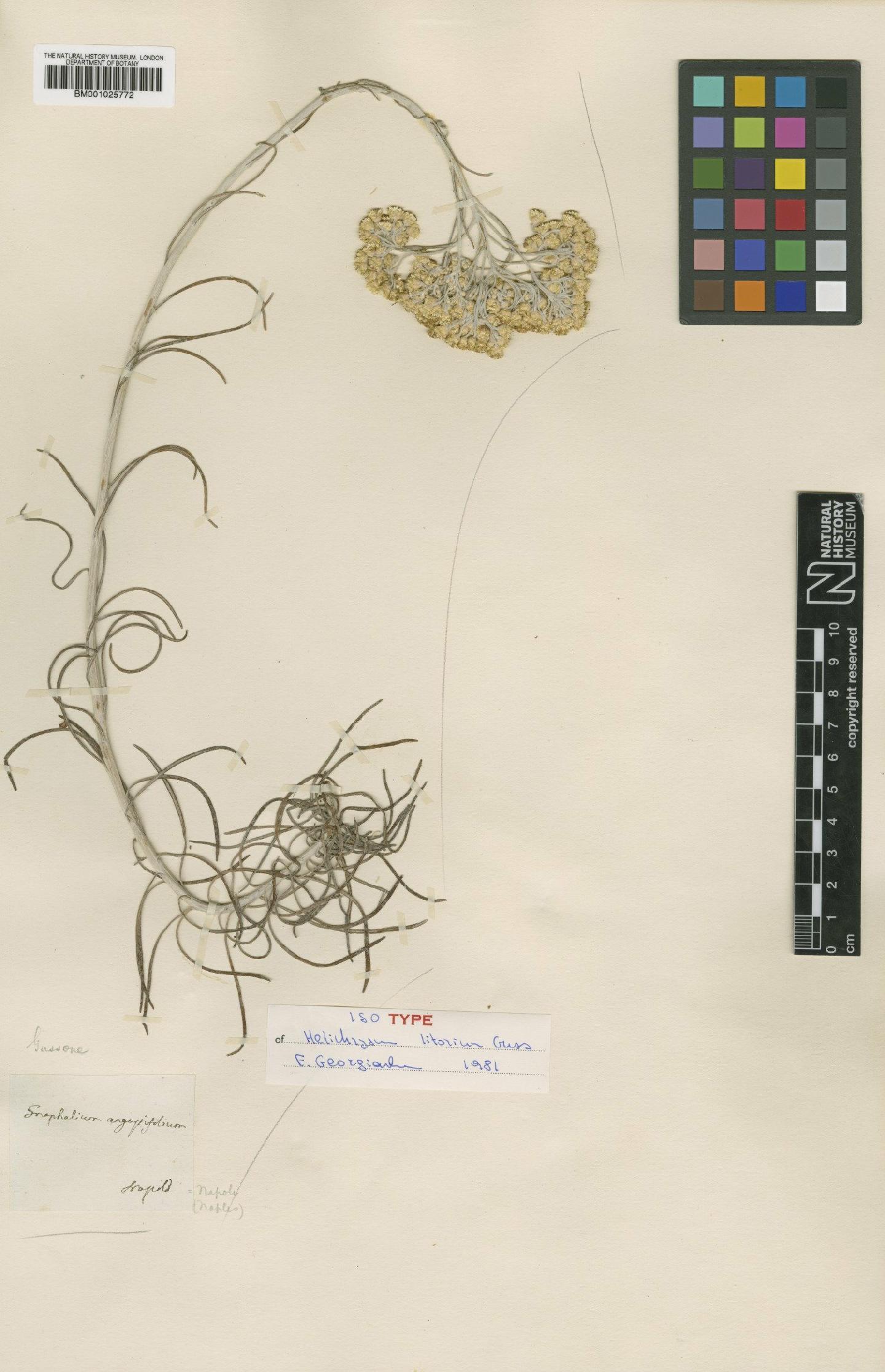 To NHMUK collection (Helichrysum litoreum Guss.; Isotype; NHMUK:ecatalogue:1304864)