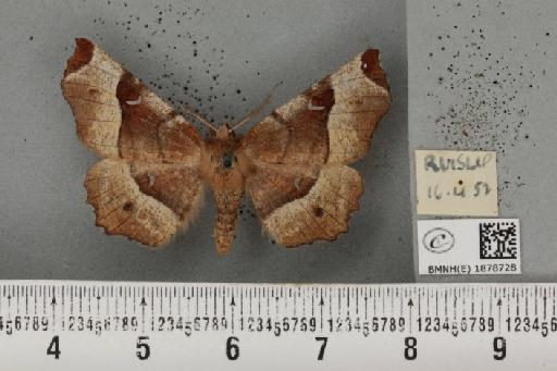 Selenia tetralunaria tetralunaria (Hufnagel, 1767) - BMNHE_1878728_449648