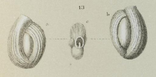 Miliolina boueana (d'Orbigny) - ZF1854_7_13_Quinqueloculina_boueana.jpg