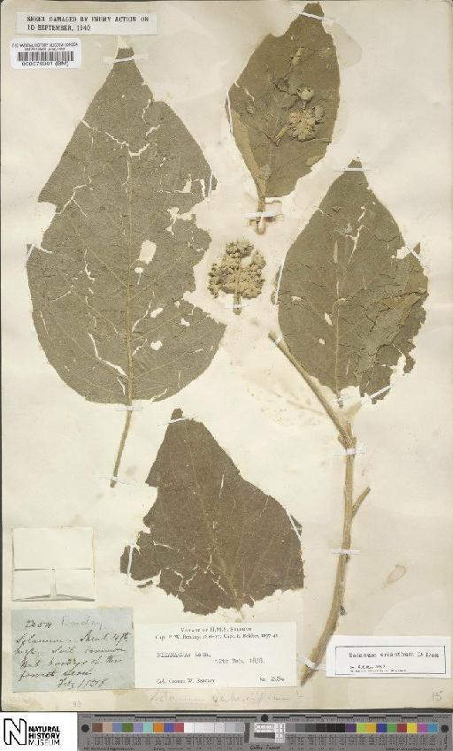 Solanum erianthum D.Don - BM000579301
