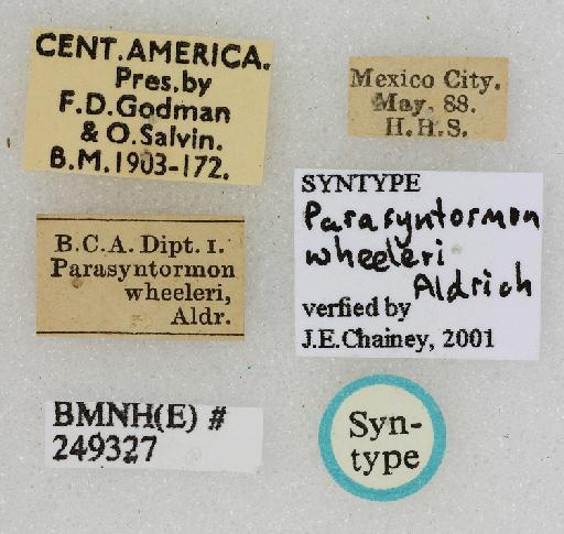 Parasyntormon wheeleri Aldrich, 1901 - Parasyntormon_wheeleri-249327-labels