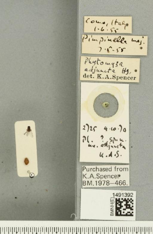 Phytomyza adjuncta Hering, 1928 - BMNHE_1491392_label_53022