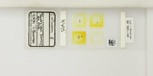 Culicoides albicans (Winnertz, 1852) - 014898059_812174_1334363_835815_NonType