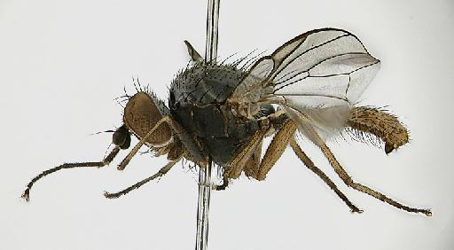 Heteromyza rotundicornis (Zetterstedt, 1846) - Heteromyza_rotundicornis-1240949-habitus-20_0x_edit