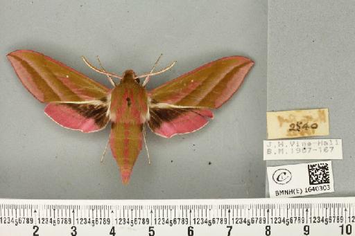 Deilephila elpenor (Linnaeus, 1758) - BMNHE_1640303_a_206427