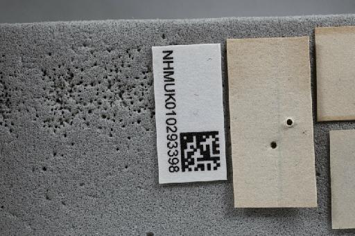 Endotricha trichophoralis Hampson - 010293398_Endotricha_trichophoralis_Holotype_label2