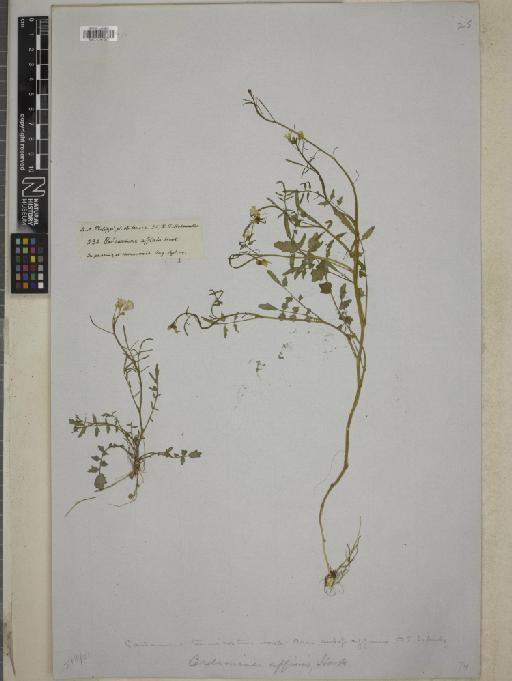 Cardamine teniurostris Hook. & Arn. - BM001241007