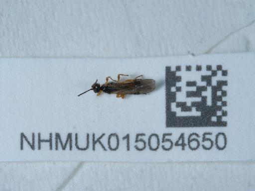Agathidinae - 015054650_2