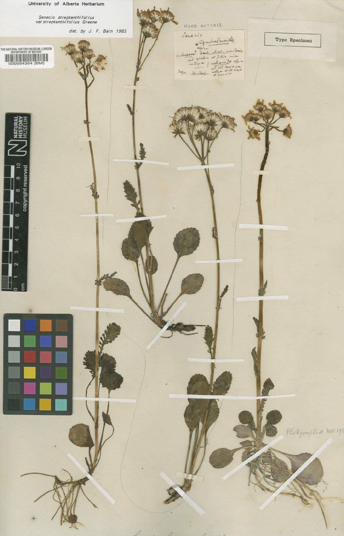 To NHMUK collection (Senecio streptanthifolius var. streptanthifolius Greene; Type; NHMUK:ecatalogue:4978795)