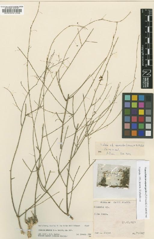 Kickxia asparagoides (Schweinf.) Cufod. - BM000583732