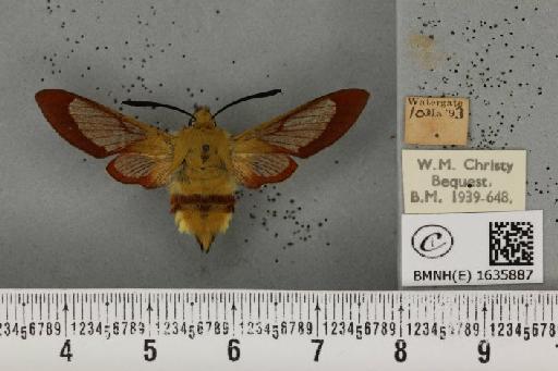 Hemaris fuciformis (Linnaeus, 1758) - BMNHE_1635887_205555