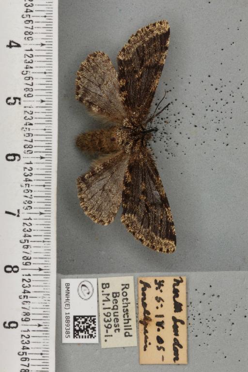 Lycia hirtaria ab. fumaria Haworth, 1809 - BMNHE_1889385_457507