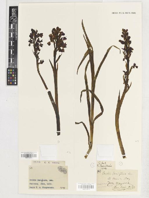 Anacamptis laxiflora (Lam.) R.M.Bateman, Pridgeon & M.W.Chase - BM001138715