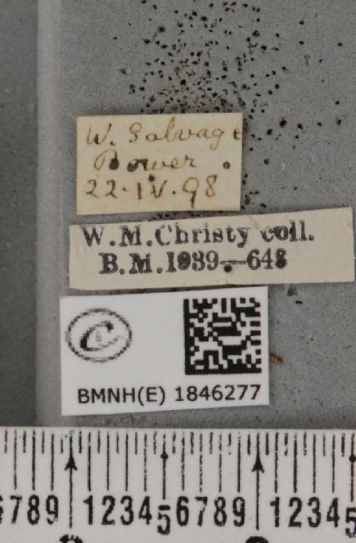 Macaria notata ab. luteolaria Tengström, 1869 - BMNHE_1846277_label_420406