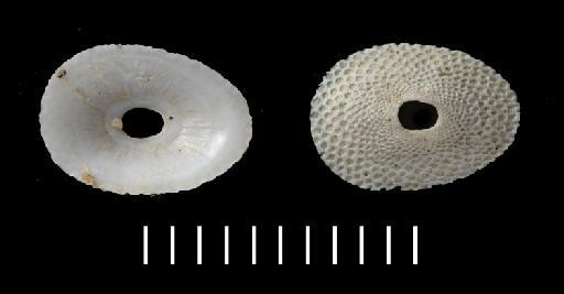 Fissurella concatenata Crosse & P. Fischer, 1864 - 1870.10.26.160d