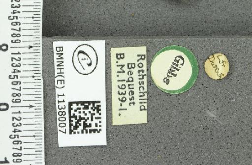 Thecla betulae ab. spinosae Gerhard, 1853 - BMNHE_1138007_a_label_95108