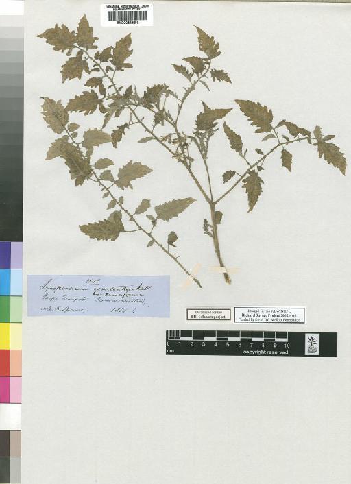 Lycopersicon esculentum var. ceraciforme (Dunal) Gray - Spruce - BM000849509