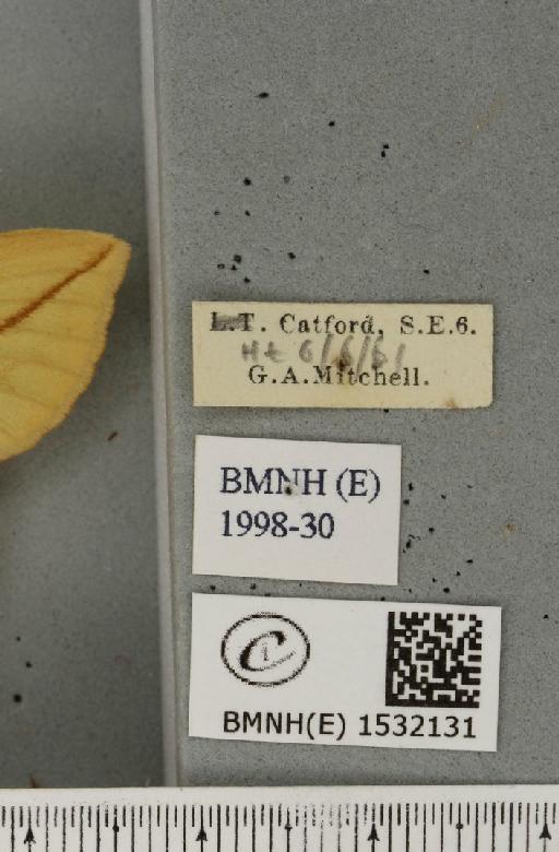 Euthrix potatoria (Linnaeus, 1758) - BMNHE_1532131_label_197606