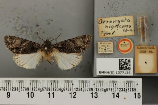 Acronicta nigricans (Leech, 1900) - BMNH(E) 1377136 Acronycta nigricans Leech 1900 Syntypus F China Washan labelled as male