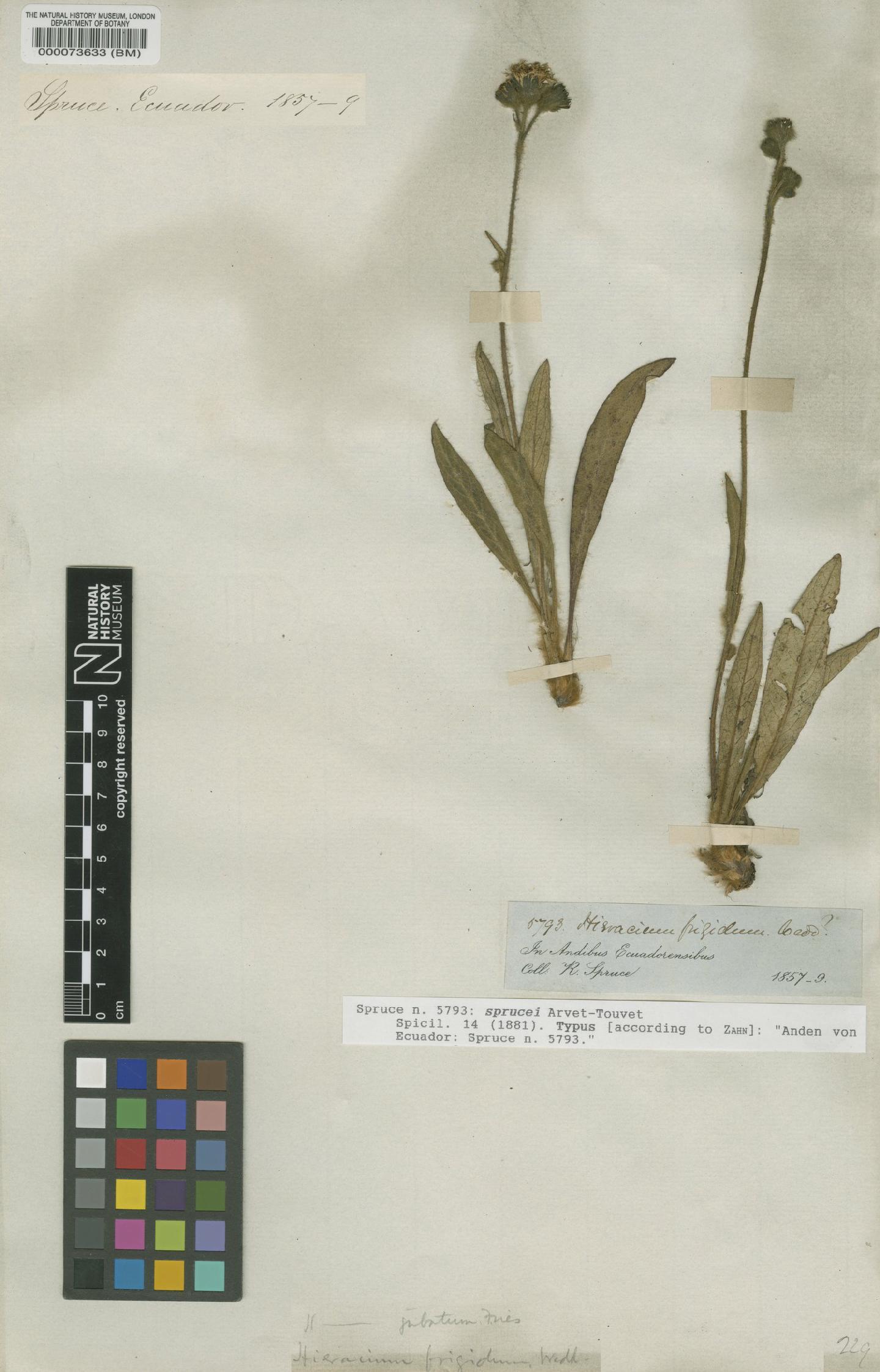 To NHMUK collection (Hieracium sprucei Arv.-Touv.; Type; NHMUK:ecatalogue:5605994)
