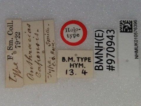 Anthracias capensis Smith, F., 1874 - 010576396-NHMUK-Allocoelia-capensis-type-labels.jpg