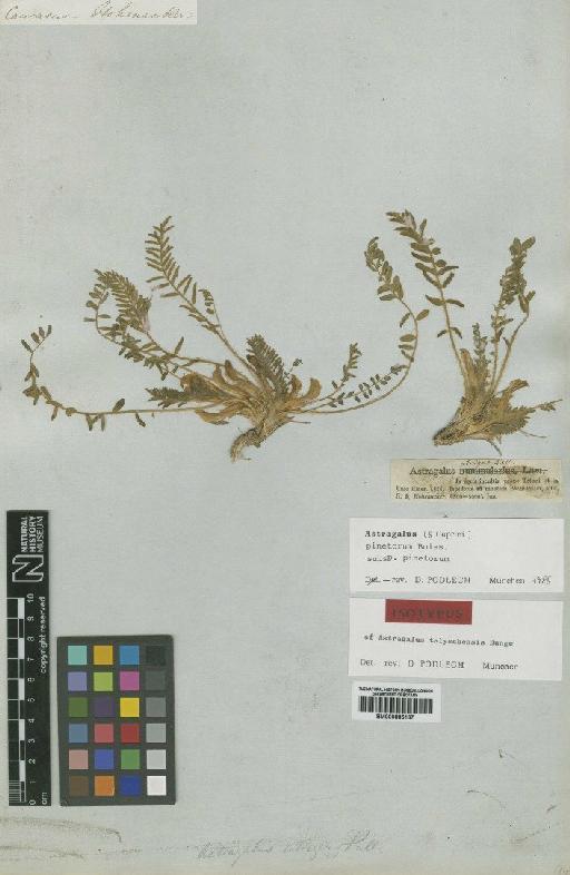 Astragalus pinetorum Boiss. - BM000885187