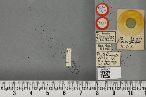 Phytoliriomyza picea Spencer, 1963 - BMNHE_1489347_52863